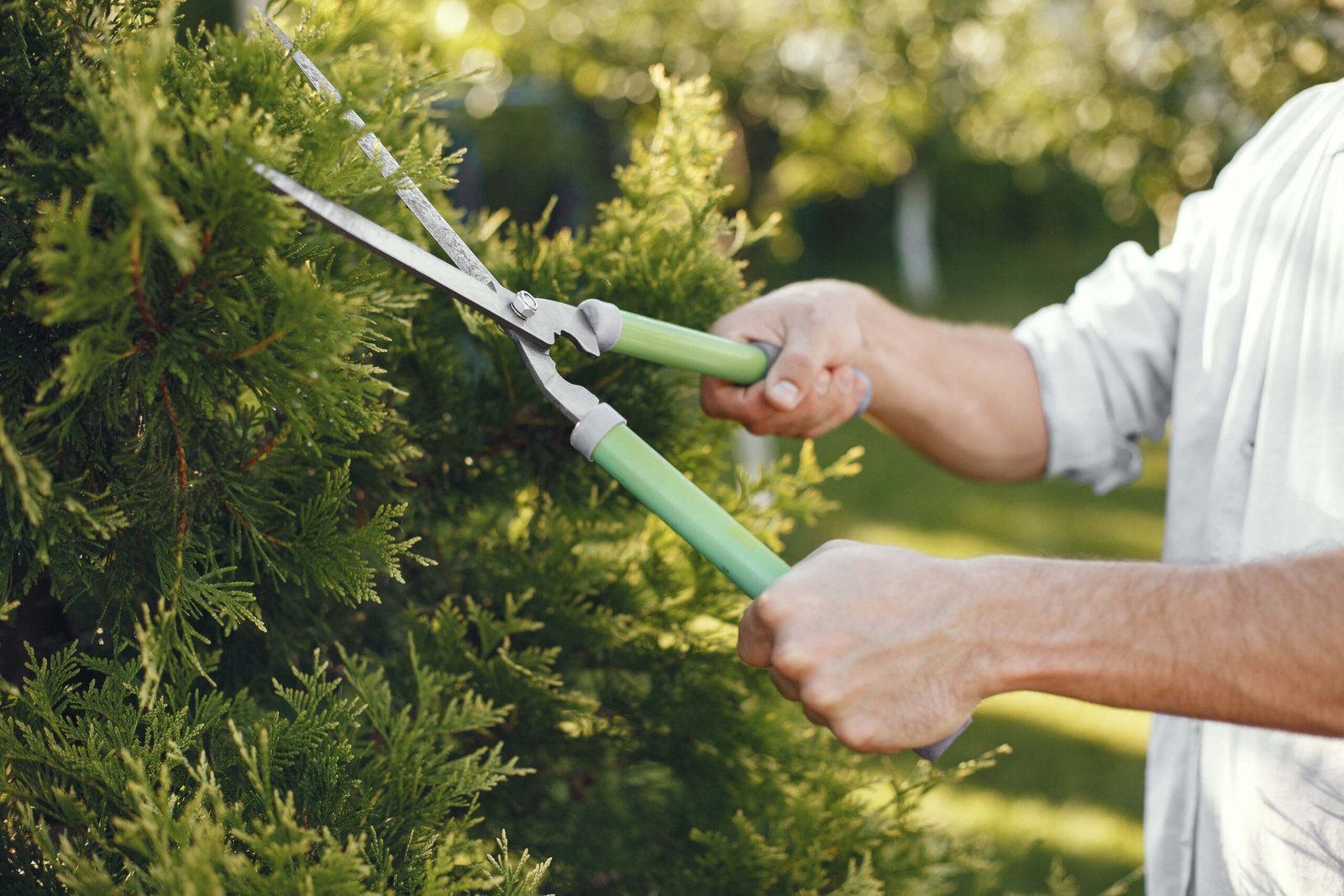 Man-Tree-Trimming-Landscaping-Service